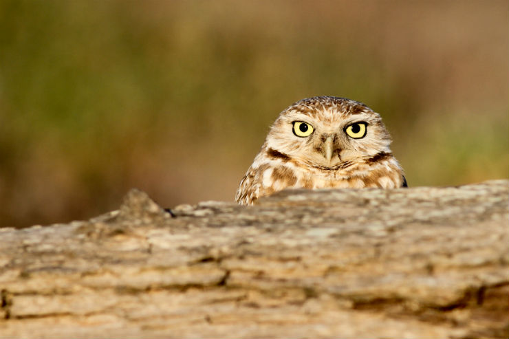 Burrowing owl peeks above driftwood at Younger Lagoon Reserve (Photo courtesy of Abe Borker).