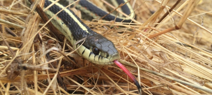 garter snake close up