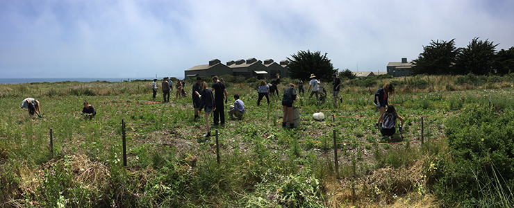 Student interns working in restoration at UCSC Younger Lagoon Reserve