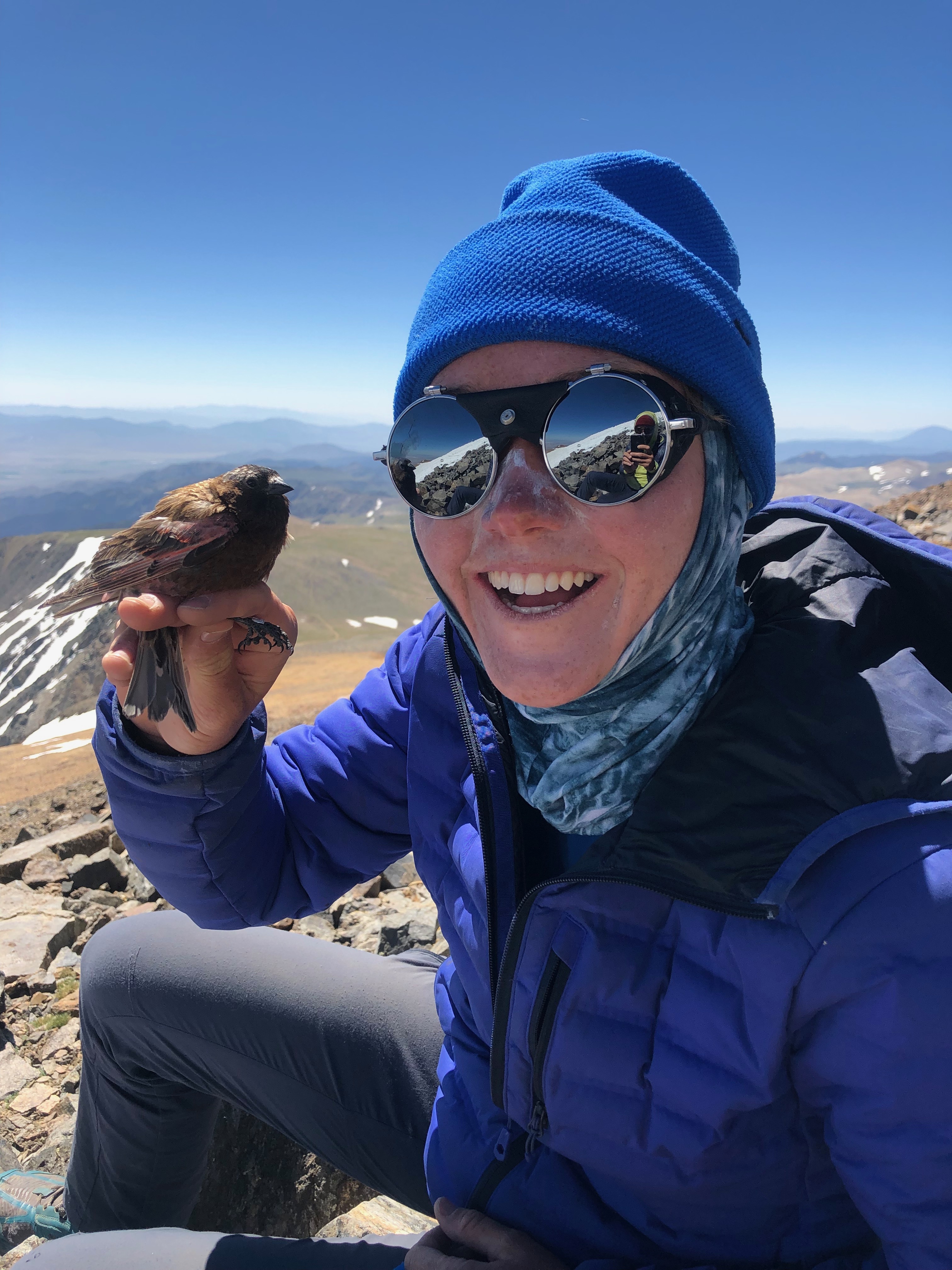 Sarah Albright works with a rosy finch in the Sierras